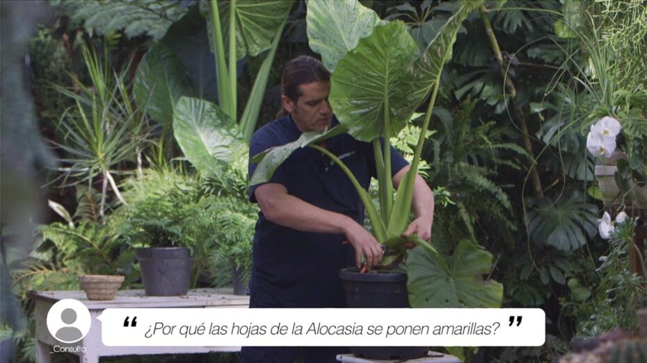 Alocasia con hojas amarillas: descubre por qué y cómo solucionarlo