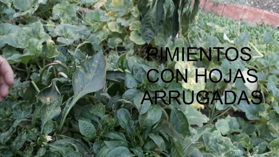 Por qué las hojas de las plantas se arrugan: causas y soluciones