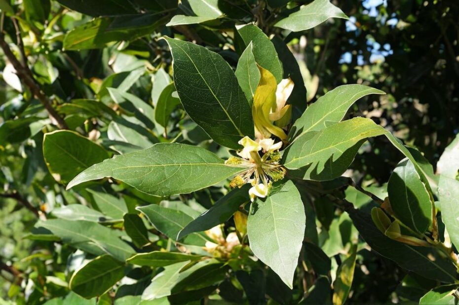 ¿Por qué el laurel tiene las hojas marrones?