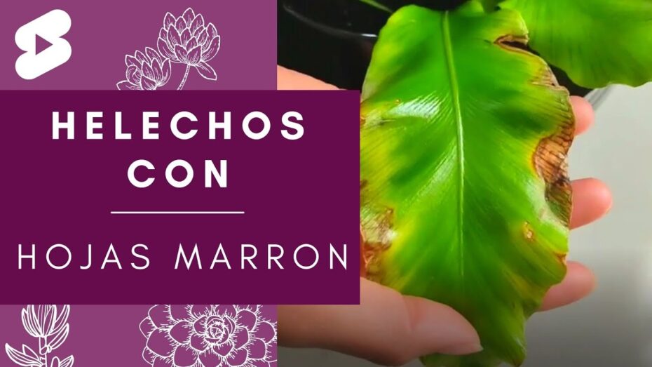 Helecho con hojas marrones: ¿Por qué ocurre y cómo solucionarlo?