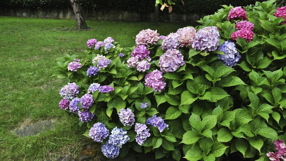 Problemas comunes: Por qué las hortensias no dan flores y cómo solucionarlo