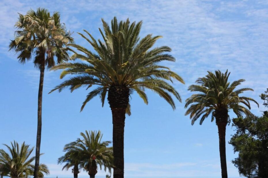¿Por qué las palmeras no son árboles?