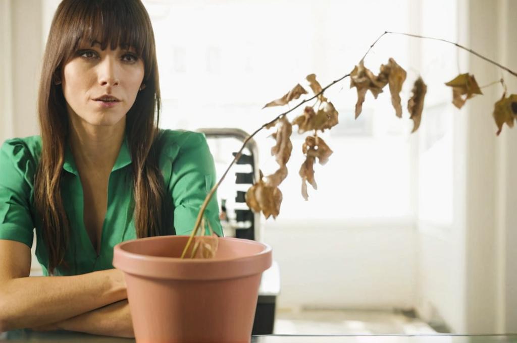¿Por qué mi planta se muere? Las causas más comunes y cómo evitarlo