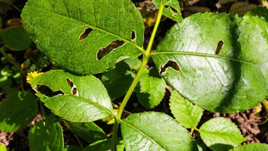 ¿Por qué mi planta tiene las hojas pegajosas?