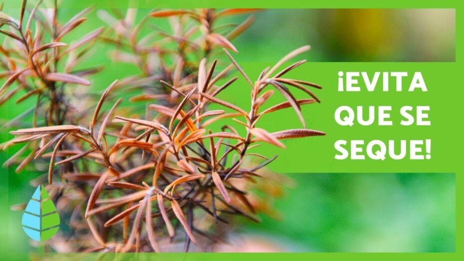 Romero: Descubre por qué se seca esta planta aromática
