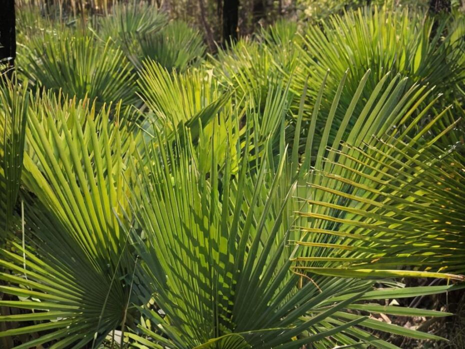 ¿Por qué se secan las palmeras?