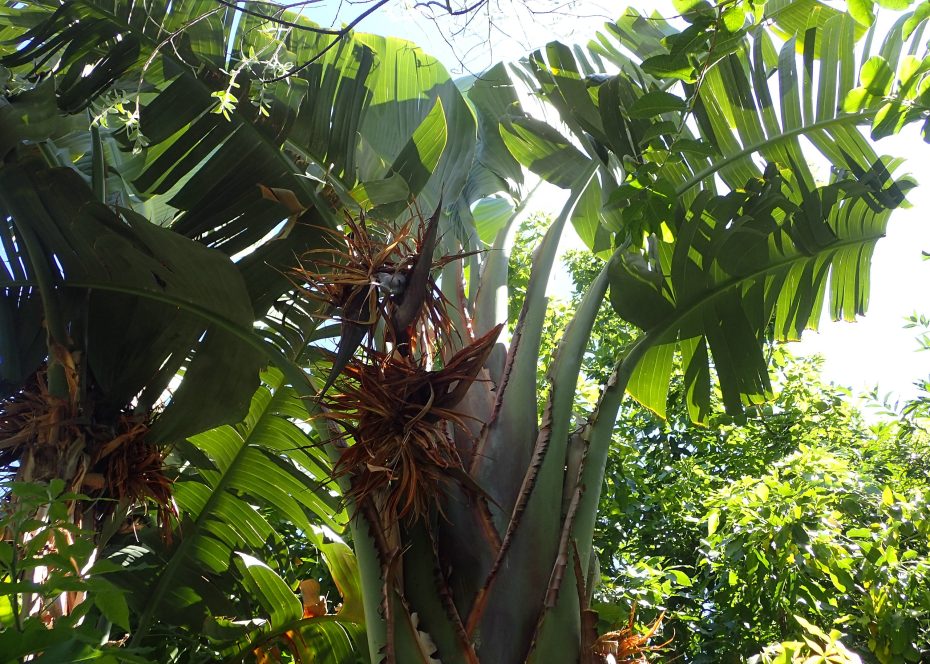 Strelitzia augusta: Descubre por qué sus hojas se vuelven marrones