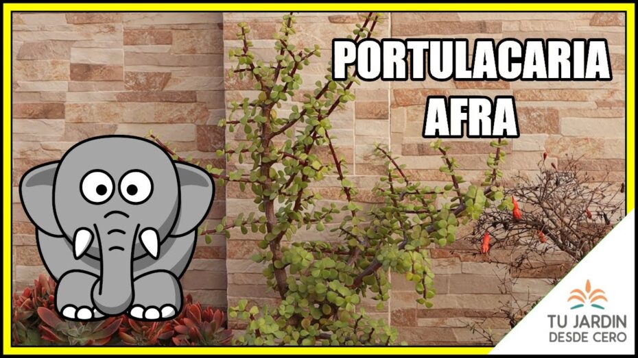 Cuidados de la Portulacaria afra: guía completa para cultivar esta planta