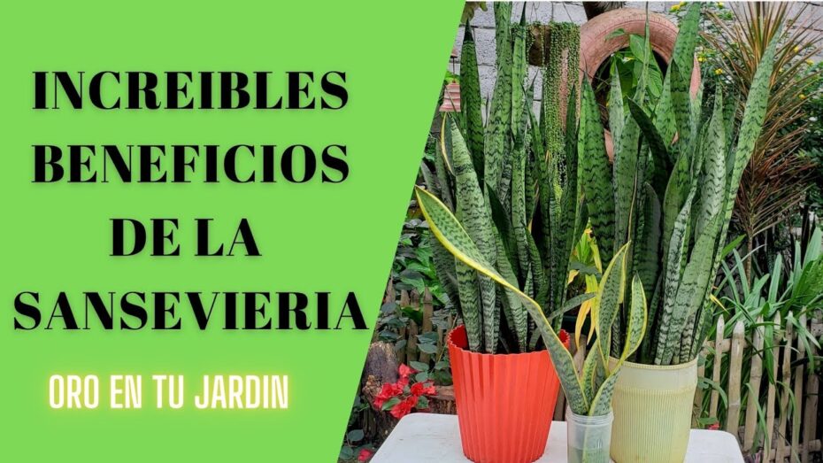 Sansevieria: Descubre las increíbles propiedades de esta planta