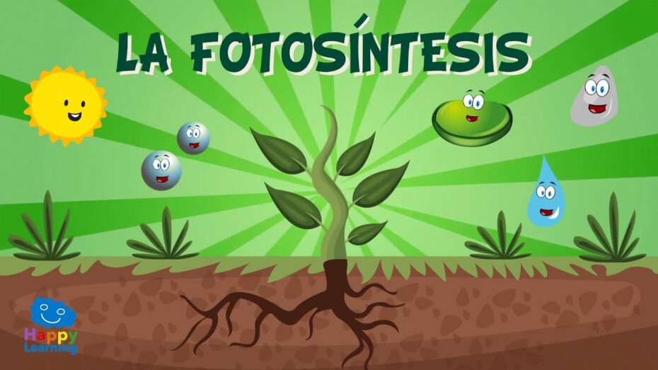 Fotosíntesis: Descubre en qué consiste y su importancia en las plantas