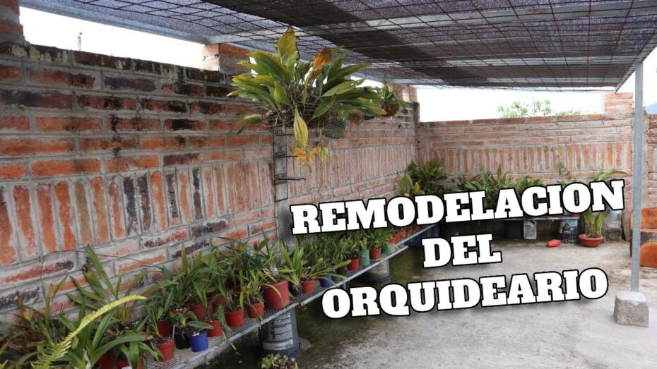 Orquideario: Descubre qué es y cómo crear tu propio jardín de orquídeas