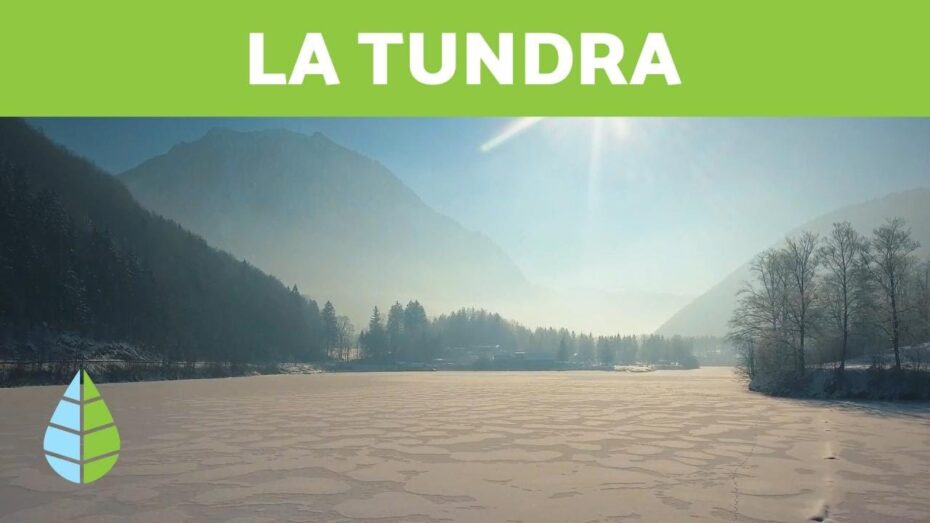 Tundra: Descubre qué es y cómo se forma este ecosistema ártico