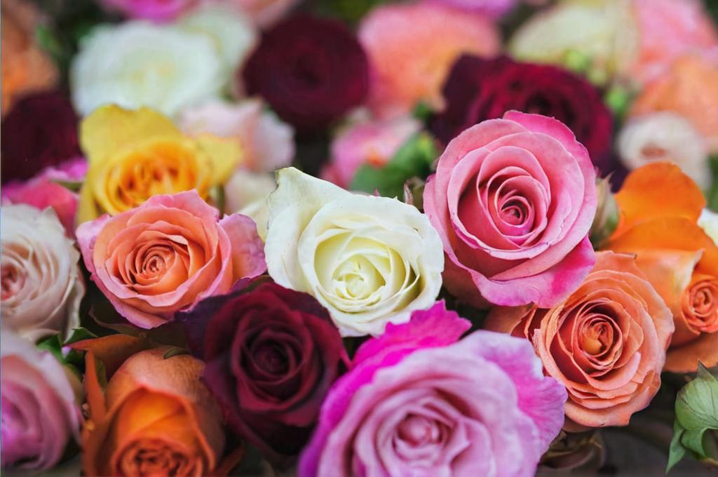 ¿Qué es una rosa eterna?