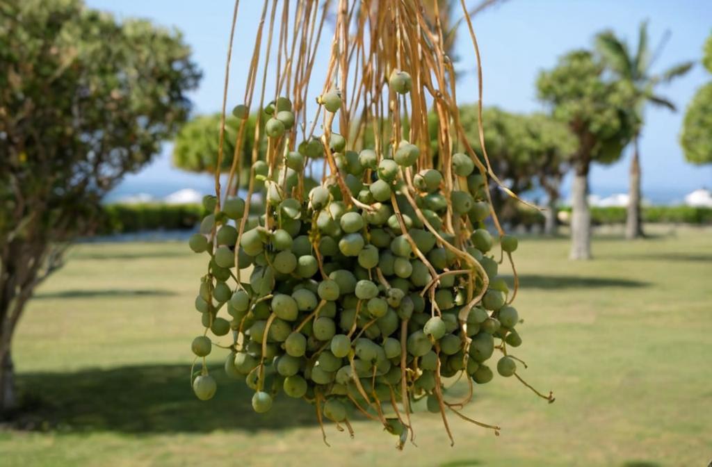 ¿Qué fruto dan las palmeras?