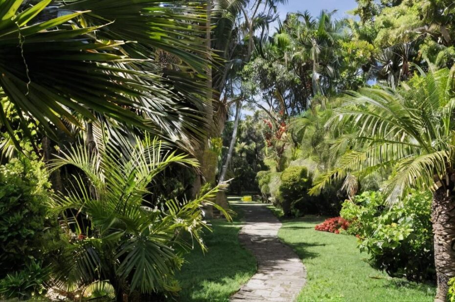 ¿Qué palmeras tener en un jardín tropical en España?