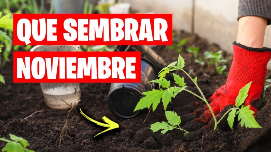 Plantas ideales para sembrar en noviembre: guía de botánica para el jardín