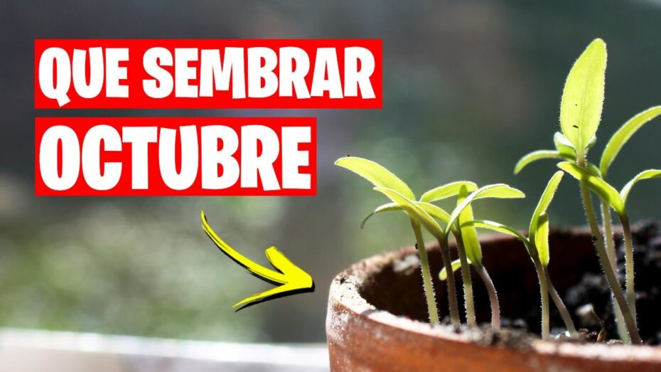 Plantas ideales para sembrar en octubre: guía experta de botánica