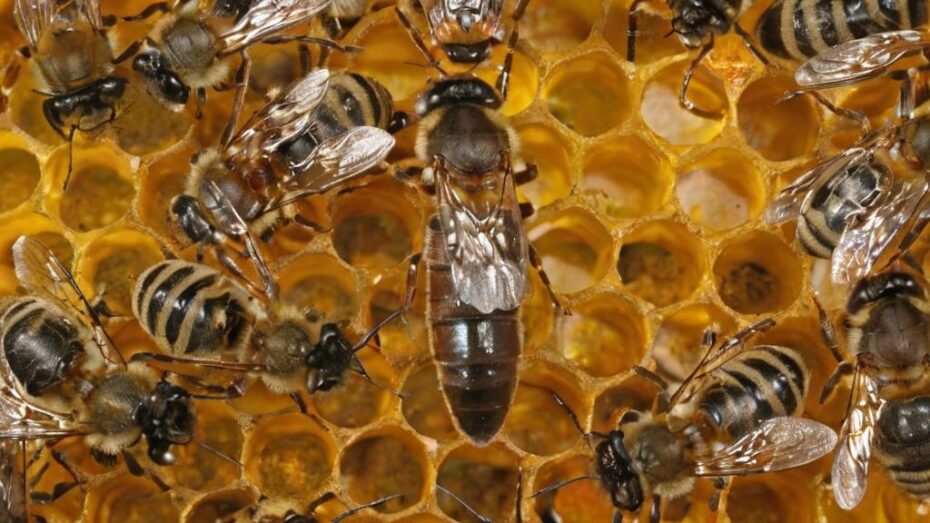 Qué se puede hacer para ayudar a las abejas
