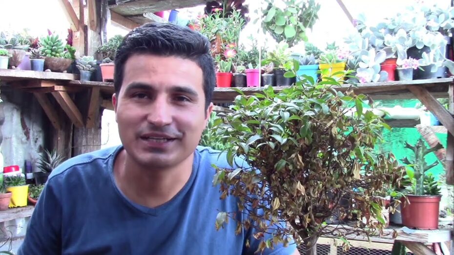 Recuperación de bonsáis secos: Cómo revivir tus plantas con técnicas expertas en botánica