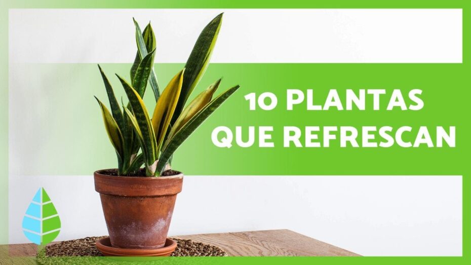 Refresca tu hogar con plantas: Descubre cómo