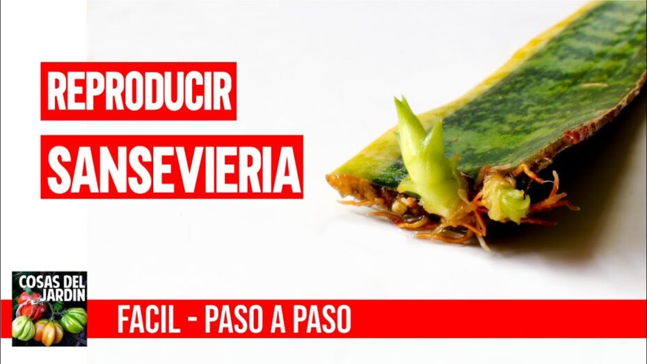 Reproducción de sansevieria: Cómo multiplicar y propagar esta planta de forma exitosa