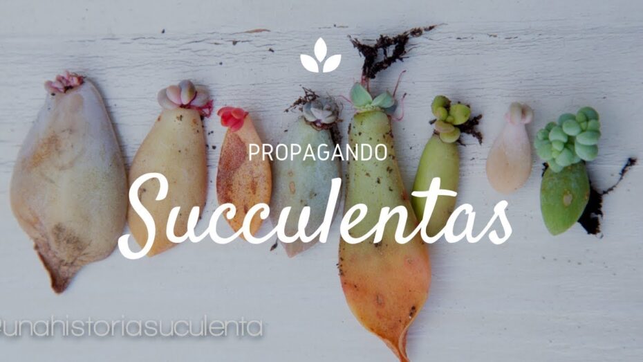 Reproducción de suculentas: Cómo multiplicar estas plantas resistentes y hermosas