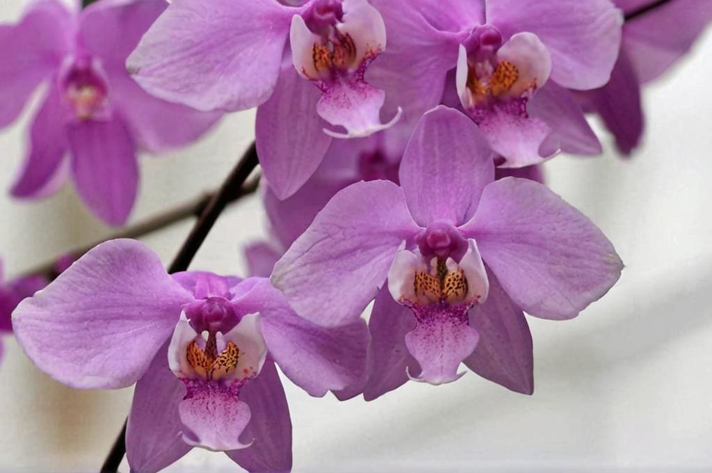 Revive tus orquídeas con este fertilizante casero