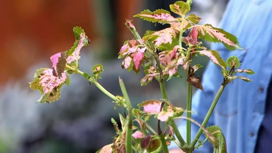 Revive tu coleo: descubre cómo cuidar y revitalizar esta planta con nuestros consejos expertos en botánica