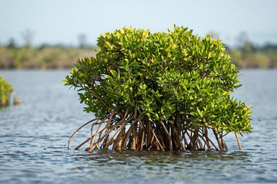 Rhizophora mangle, también conocido como mangle rojo
