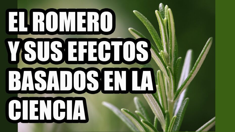Romero (Salvia rosmarinus): Todo lo que necesitas saber sobre esta planta y sus beneficios