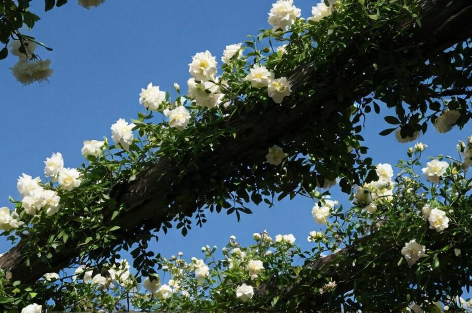 Rosa Albéric Barbier: Características y cultivo