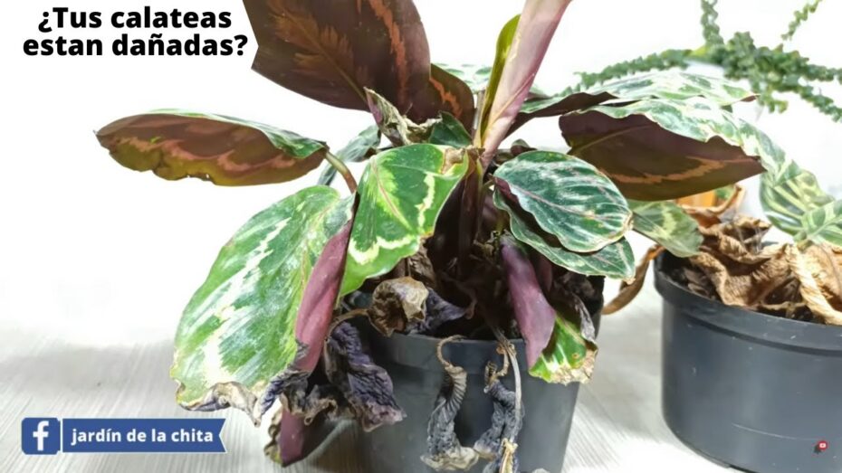 Salva tu calathea con hojas amarillas: Consejos expertos en plantas y botánica
