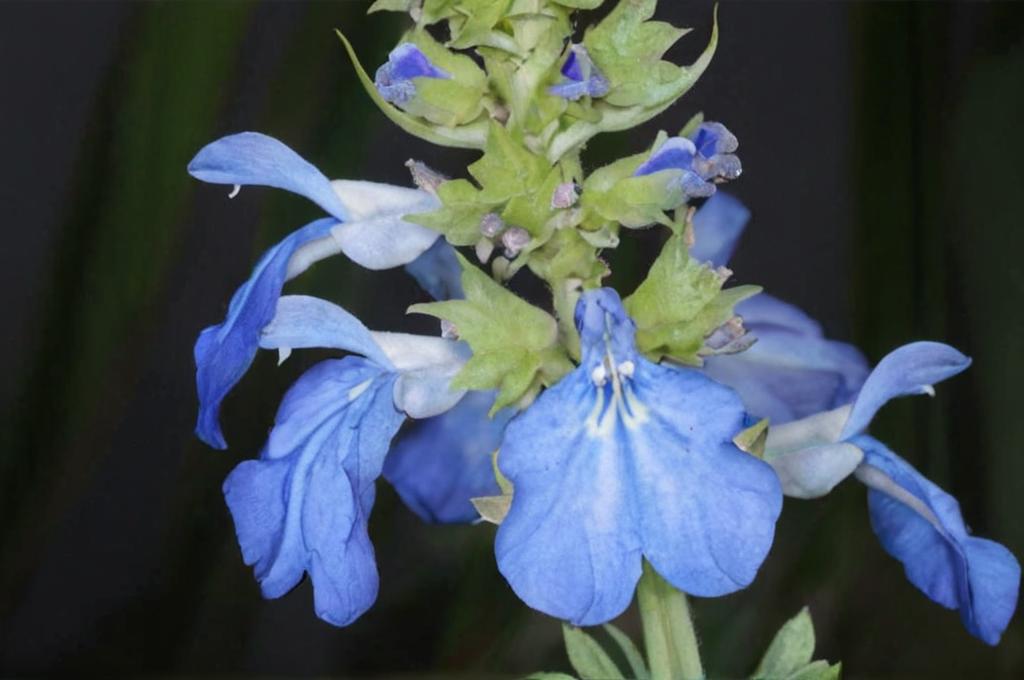 Salvia uliginosa: características y cuidados de esta planta