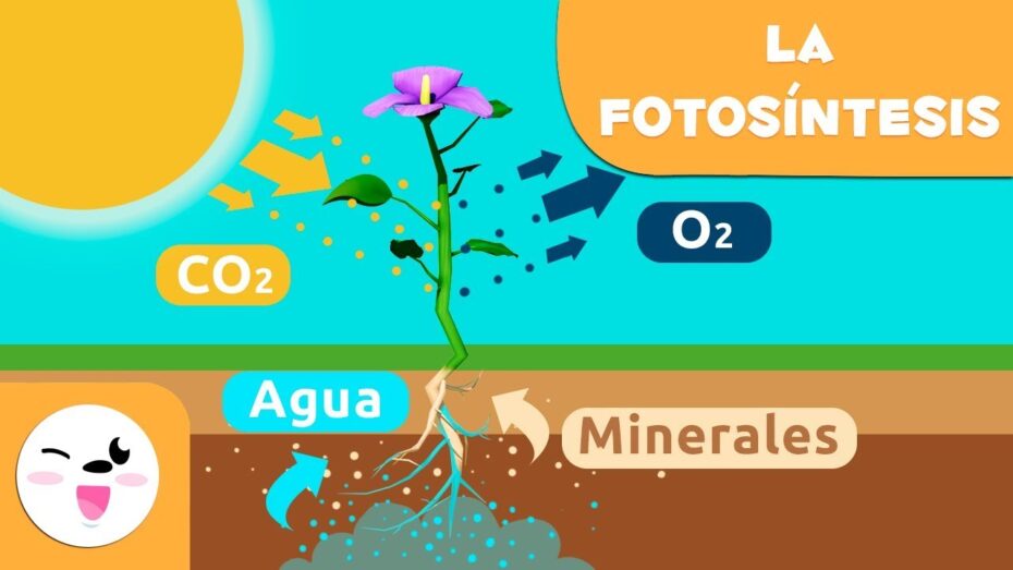 Savia bruta y savia elaborada: todo lo que debes saber sobre estas sustancias vitales en las plantas