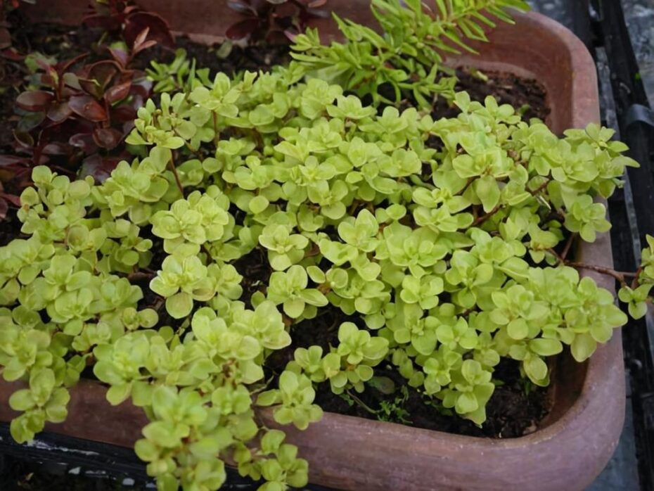Sedum makinoi, la suculenta que te dará suerte según el Feng shui