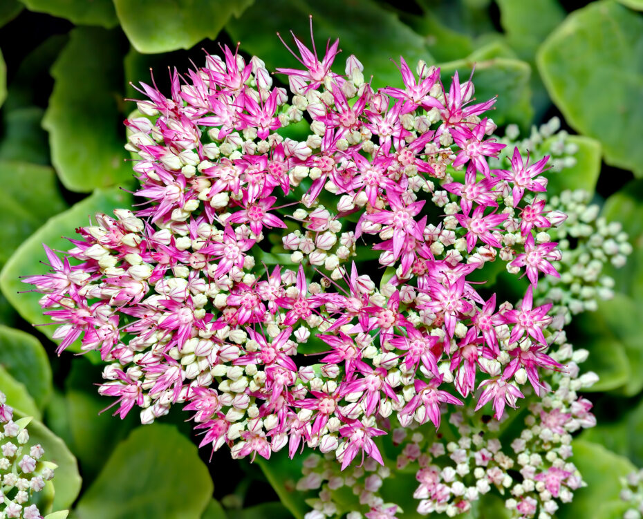 Cuidados de Sedum spectabile: Todo lo que necesitas saber sobre esta planta.
