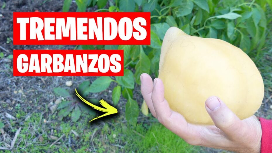 Guía completa sobre cómo sembrar garbanzos: consejos y técnicas de cultivo