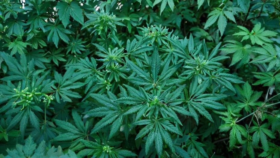 Semillas de marihuana: tipos, siembra y más