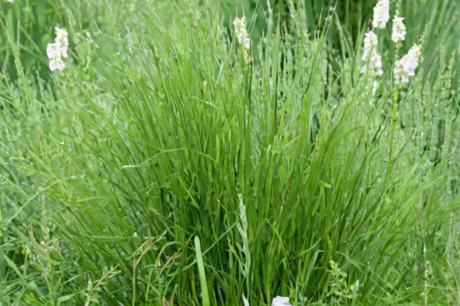 Sesleria autumnalis: características y cuidados principales
