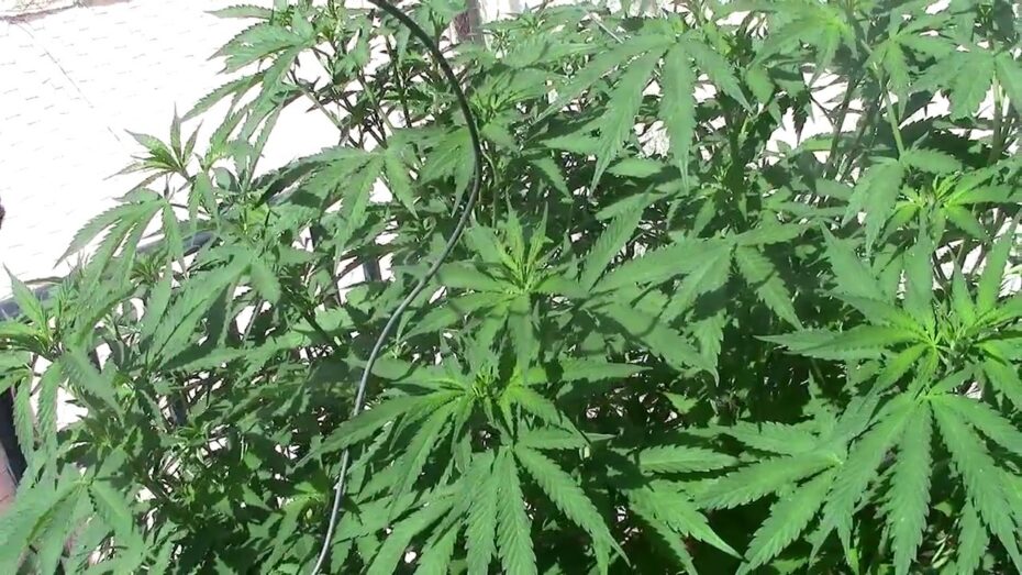 Significado de las hojas en forma de garra hacia abajo: descubre su importancia en la botánica.