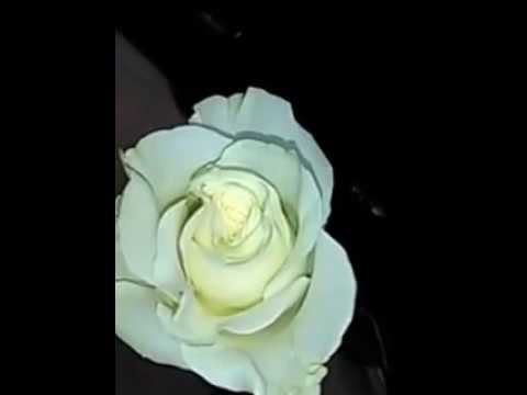 Significado de las rosas blancas: Descubre el simbolismo y mensajes ocultos
