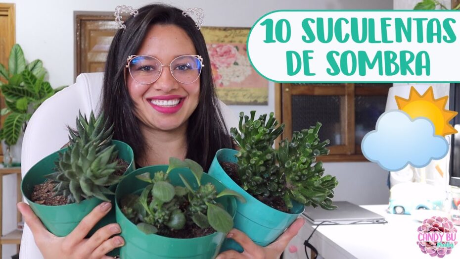 Tipos y cuidados de las suculentas de sombra: todo lo que necesitas saber