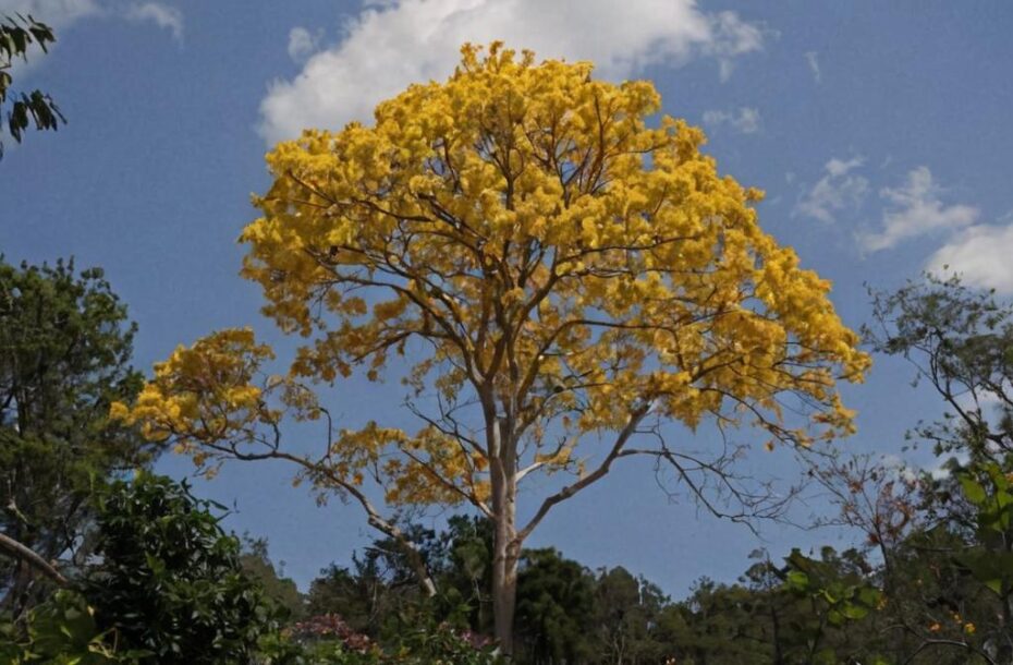 Tabebuia guayacán, un árbol de grandes dimensiones