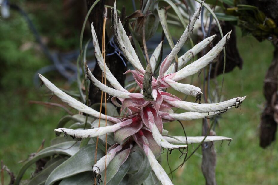 Tillandsia streptophylla: Descubre todo sobre esta fascinante planta y su cuidado