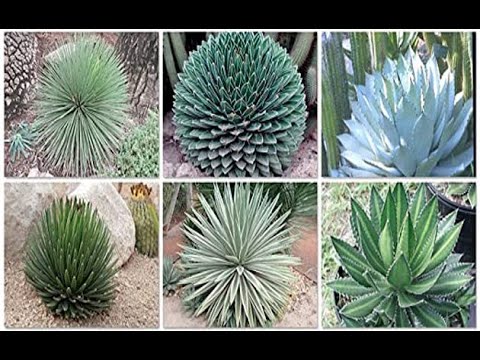 Ágave: Descubre los diferentes tipos y variedades de esta planta icónica