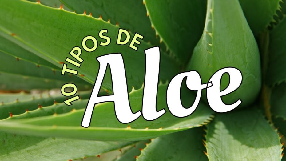 Aloe vera: Descubre los diferentes tipos de esta planta y sus beneficios