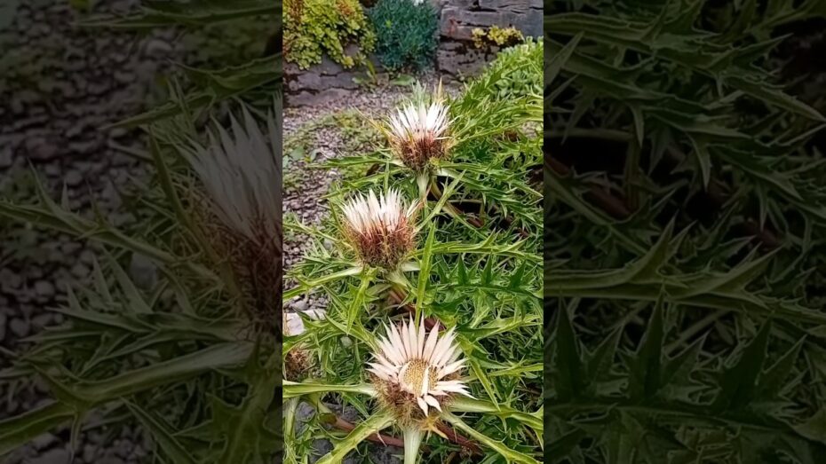 Cardos ornamentales: Conoce los diferentes tipos de estas hermosas plantas