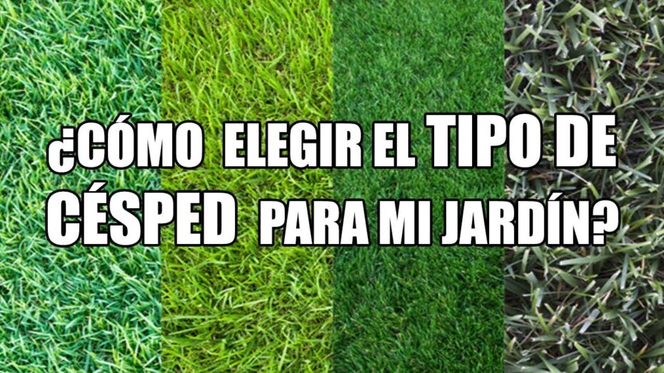 Tipos de césped: Guía completa sobre las variedades ideales para tu jardín