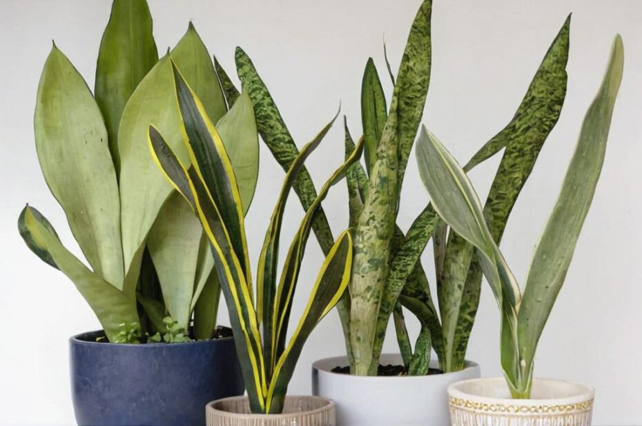 Tipos de Sansevieria y cómo cuidarlas