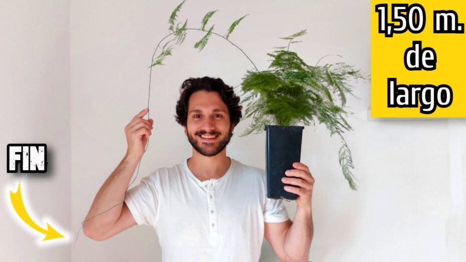 Esparragueras: Descubre los diferentes tipos de esta planta y su cultivo